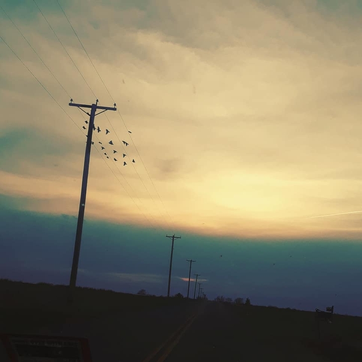 Birds