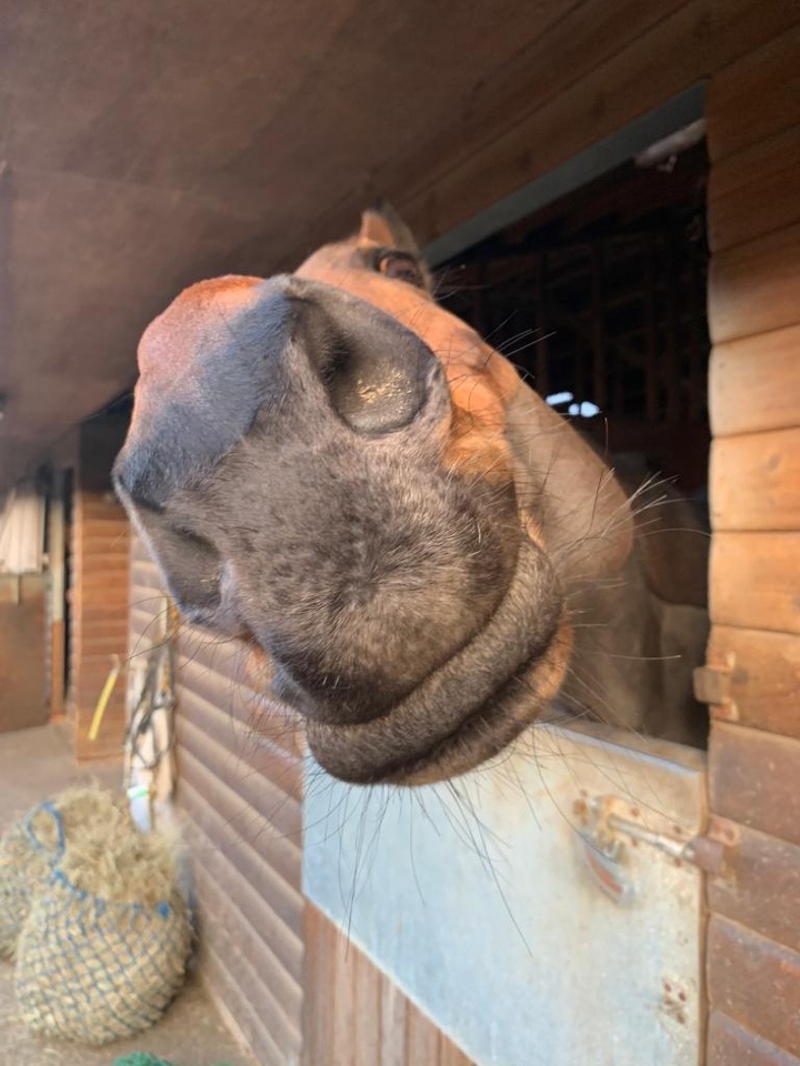 Horse nose