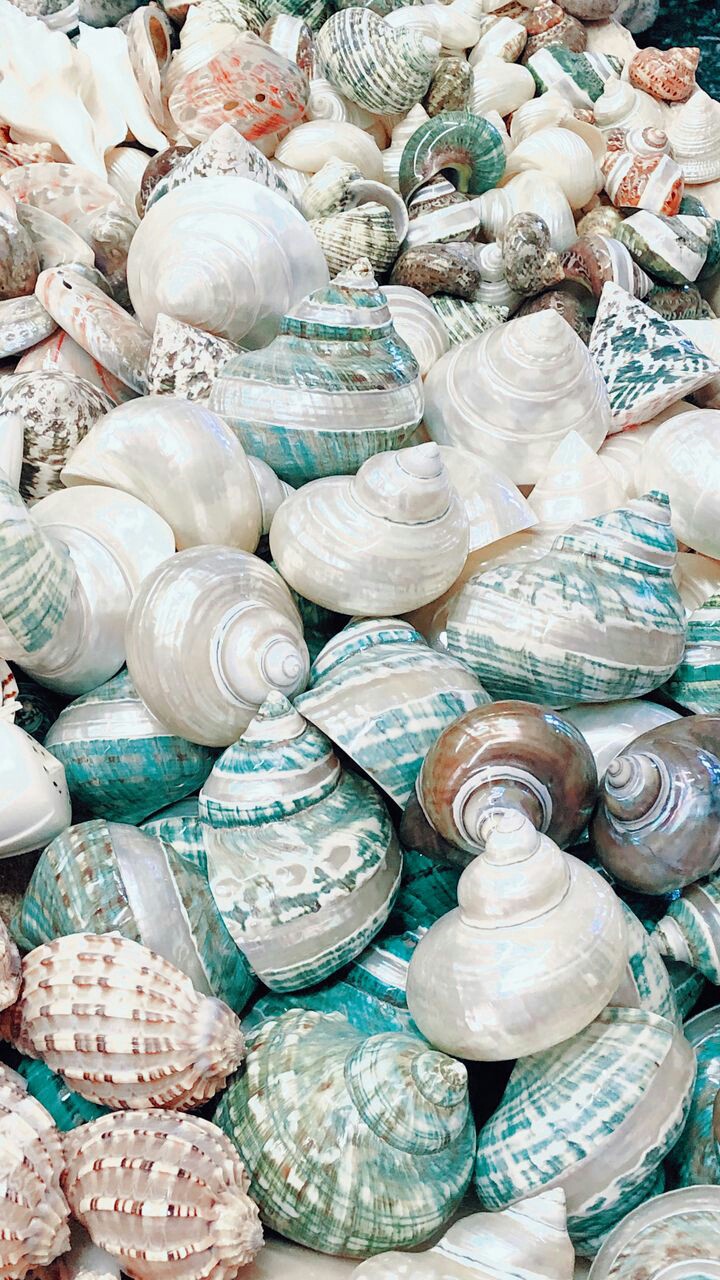 shell