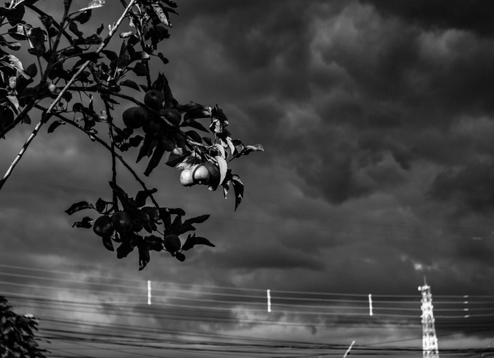 monocromatic