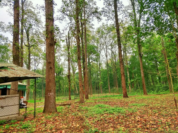 Gorumara National Park