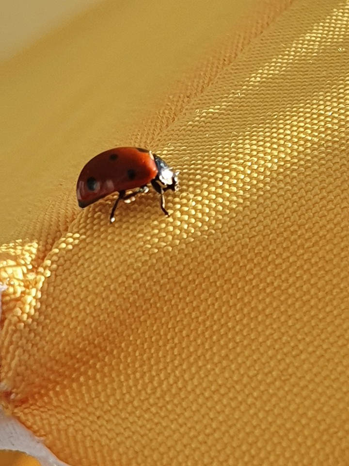 coccinelle