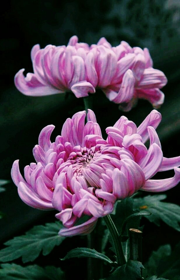 beautiful flower