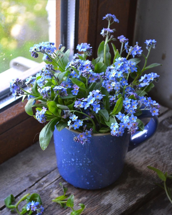 Forgetmenot