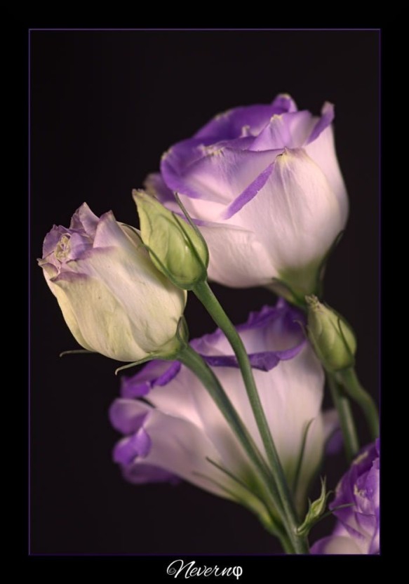 purple flowers