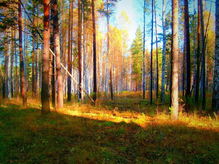Просека