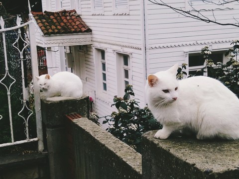 cats