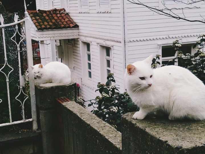 cats