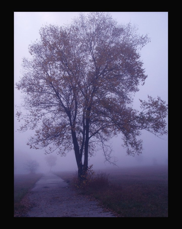 tree in fog