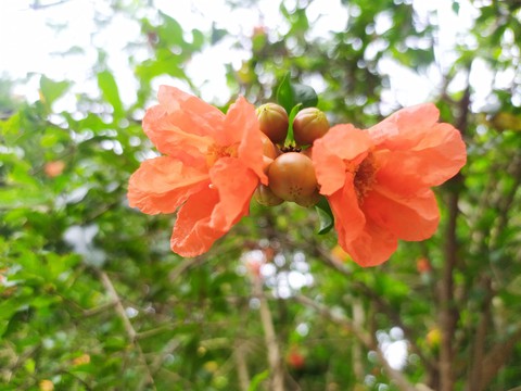 flowers
