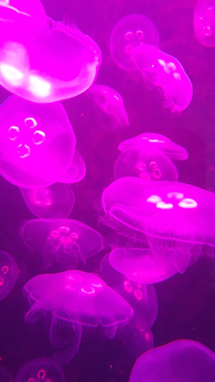Jellyfish