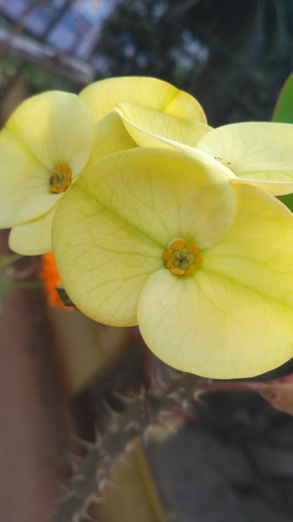 yellow cactus flowers