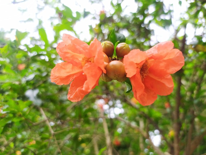 flowers