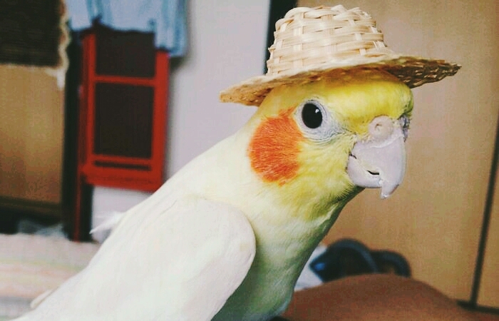 Cockatiel in his hat...
