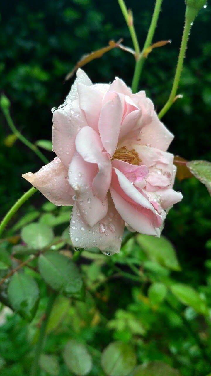 Pink Rose