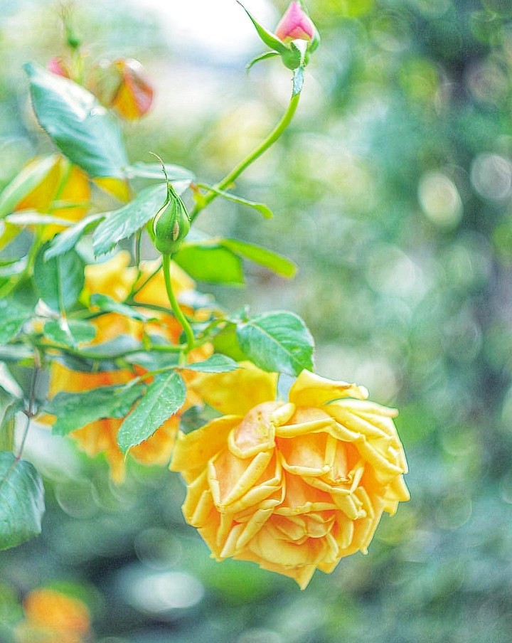 Roses