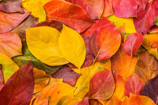 Autumn in fall