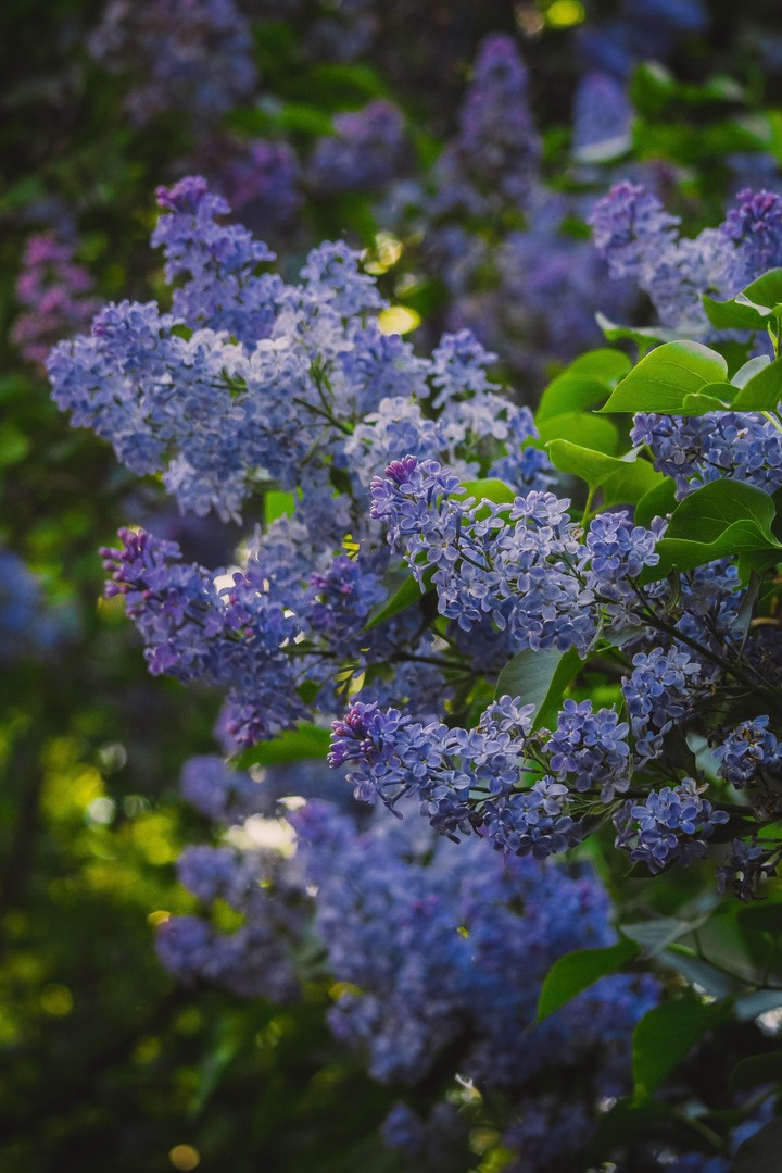 Lilac