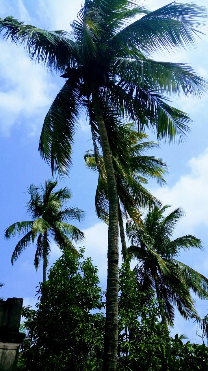Trees