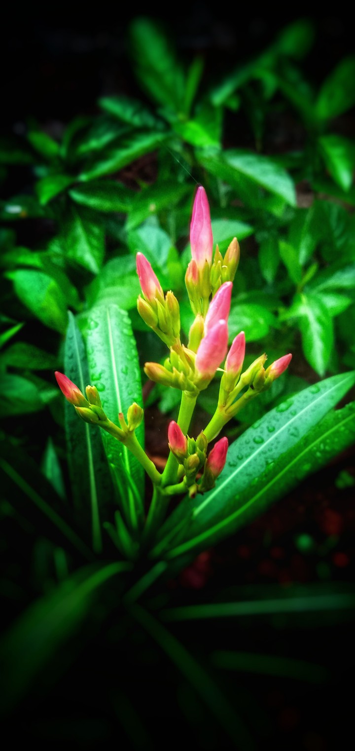 beautyfull pink flower buds