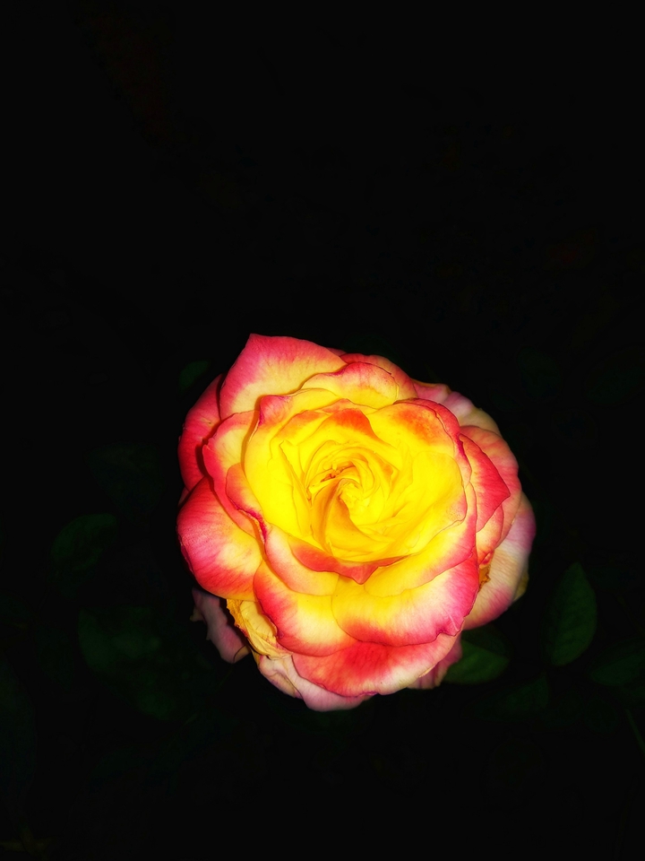 Double Delight Rose ?