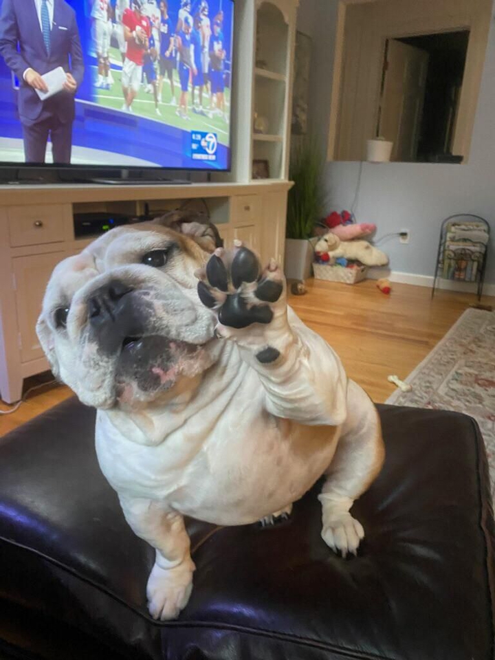 Cute Dog Hi-Five