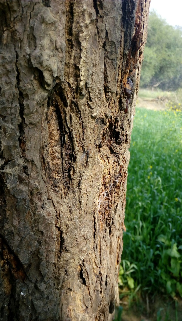 Natural pic