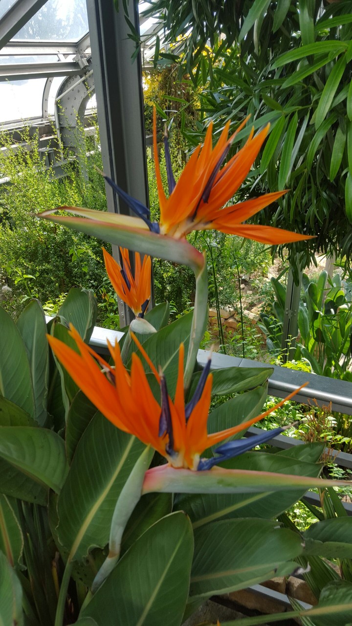 Botanischer Garten Berlin