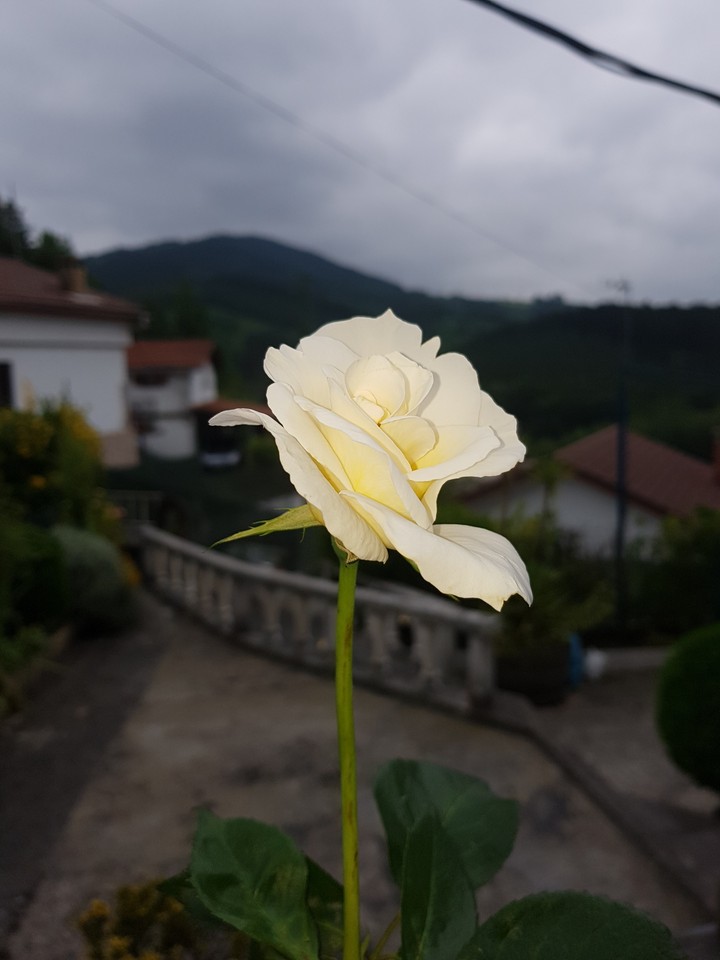 Rosa blanca