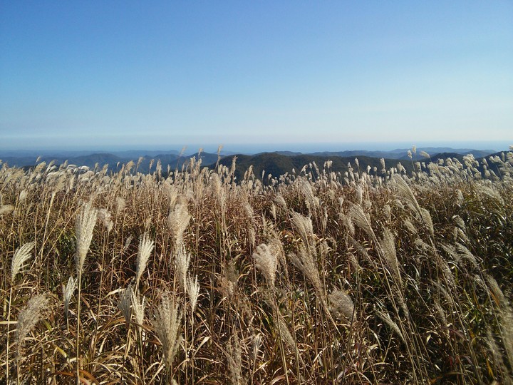 silver grass
