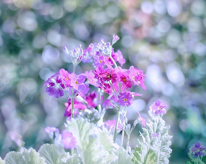 primrose