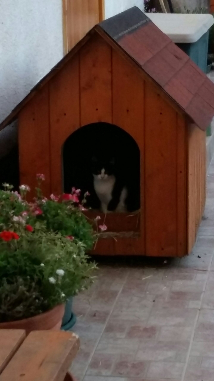 cat in the dog's house