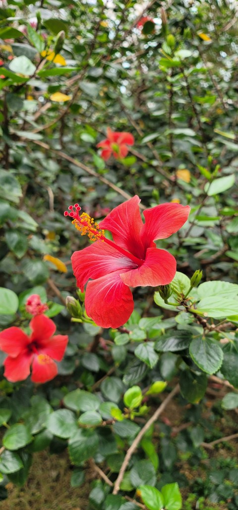 רקעים plants, red