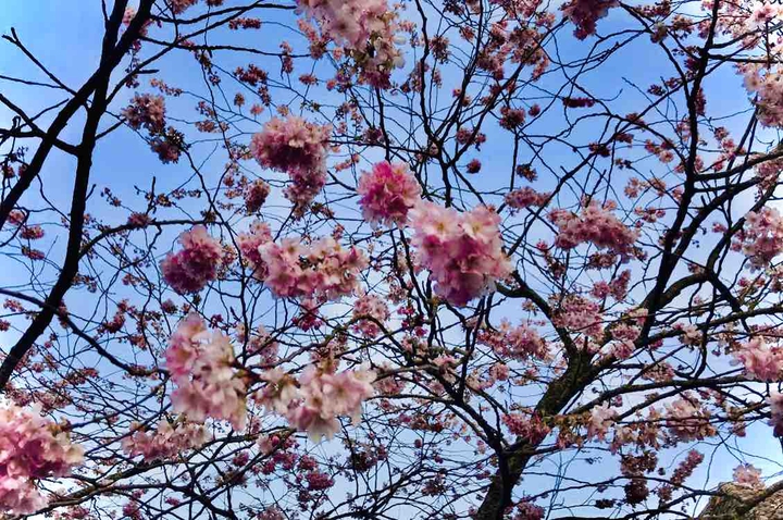 blossom