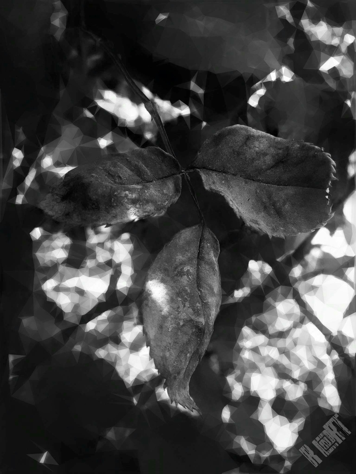 Black Rose Leaf