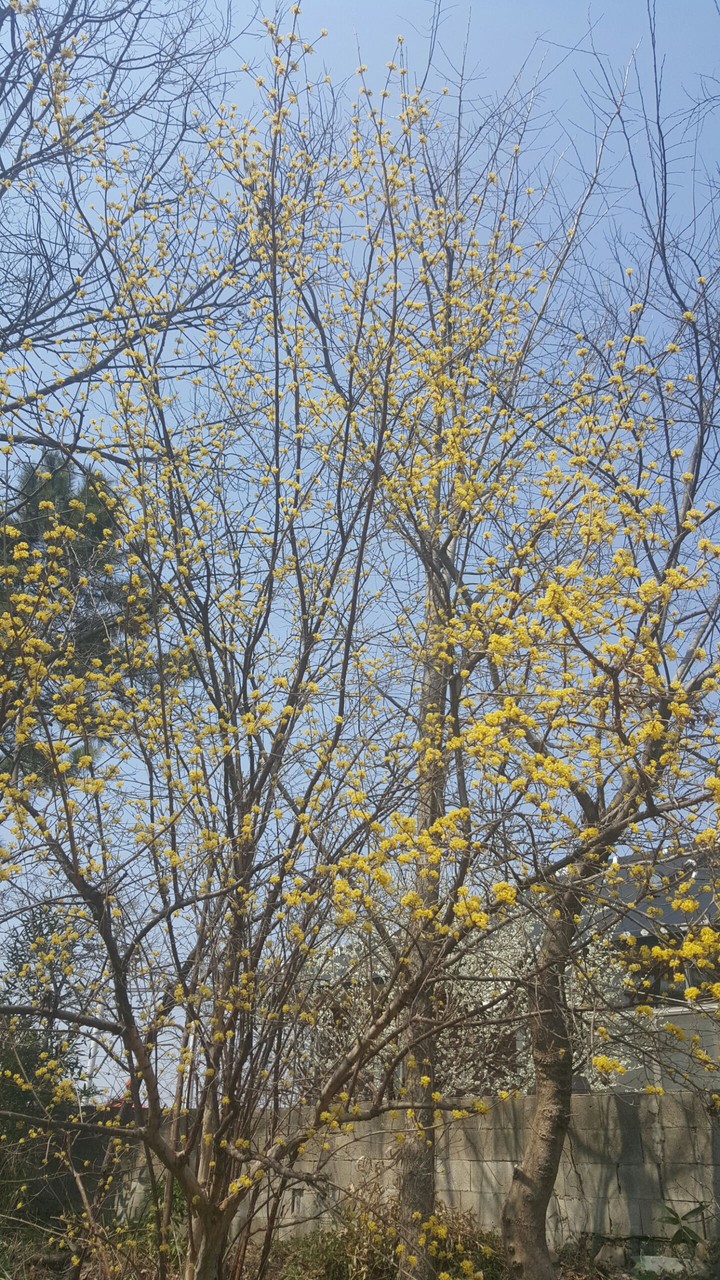 활짝 핀 산수유