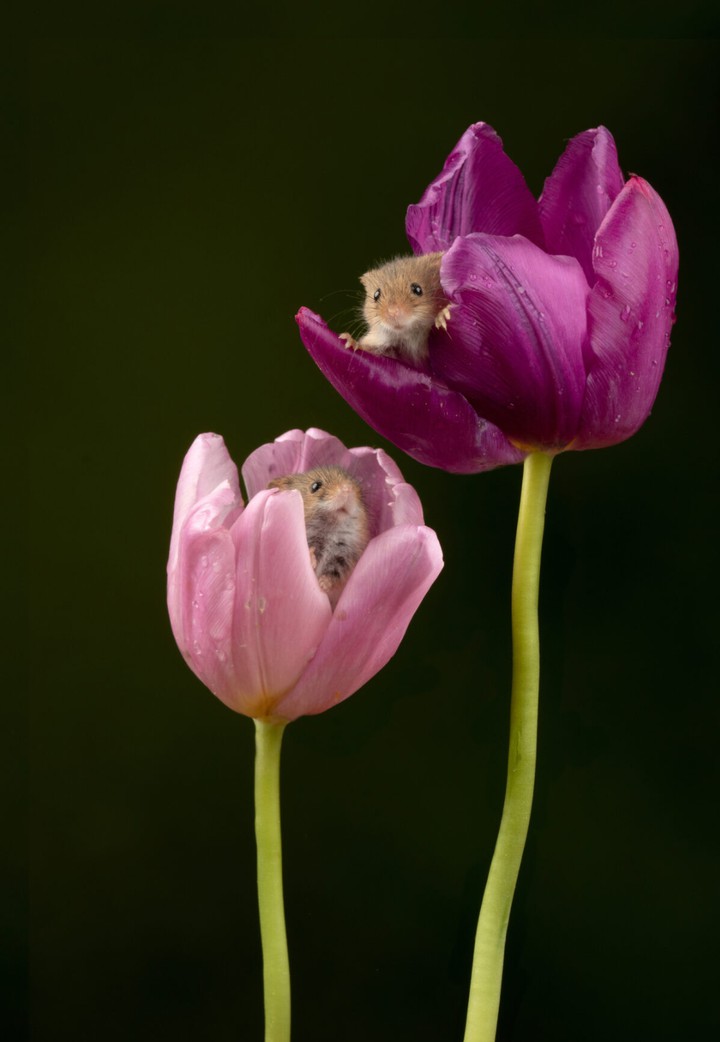 playing in tulips