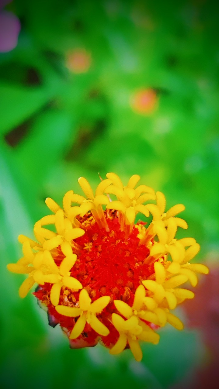 flor