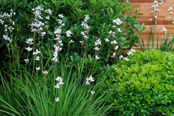 Garden...