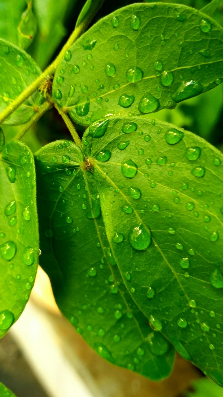 fresh green
