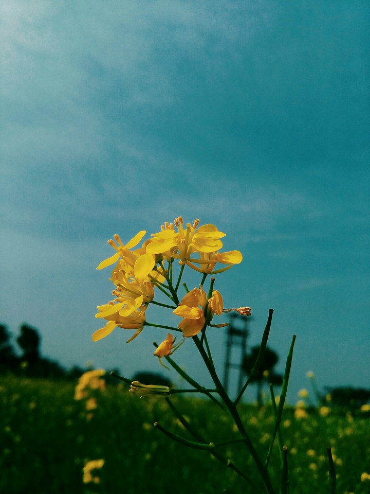 fresh & free nature