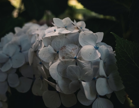 тапети petal, Blossom