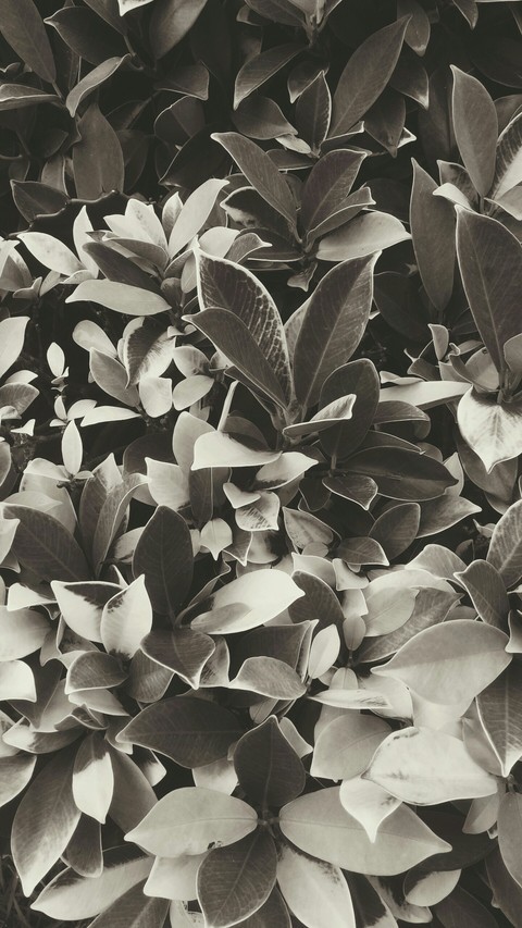 tree, flora桌布