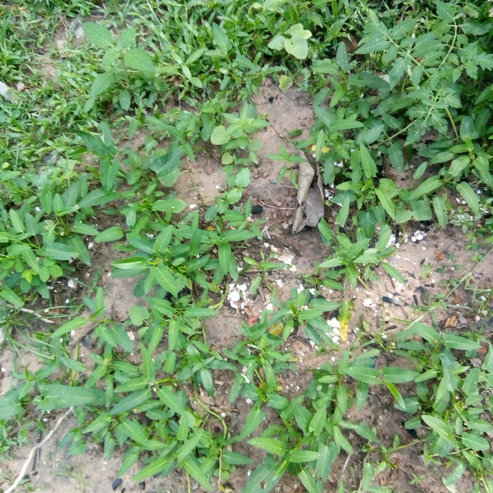 """""My Home Culivation Garden""""""""