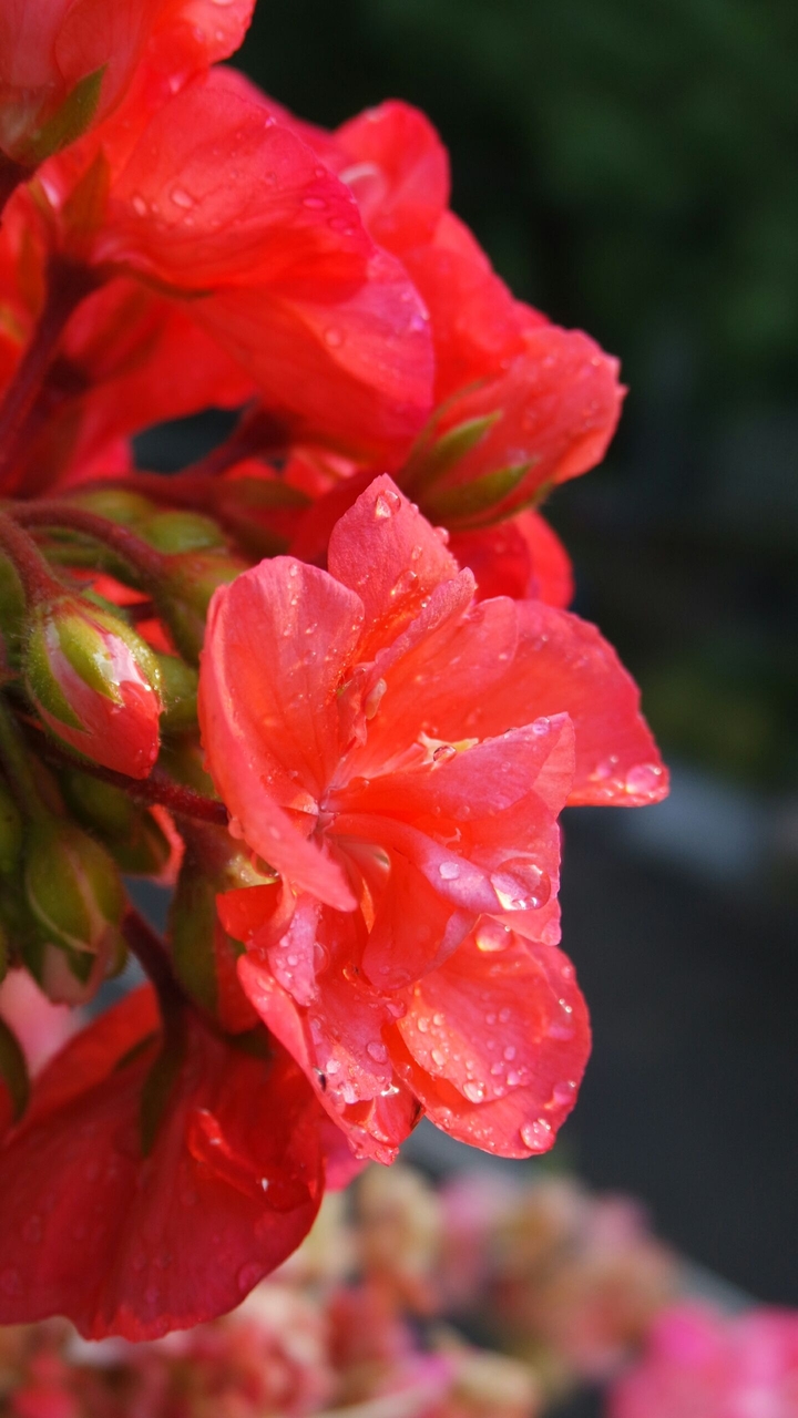 Red flower