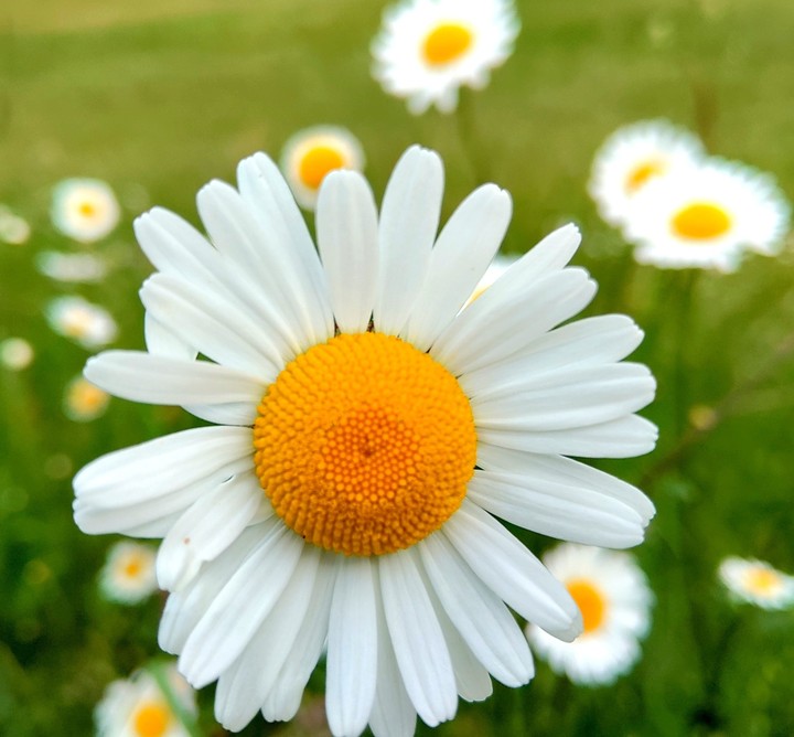 Flower on the walk