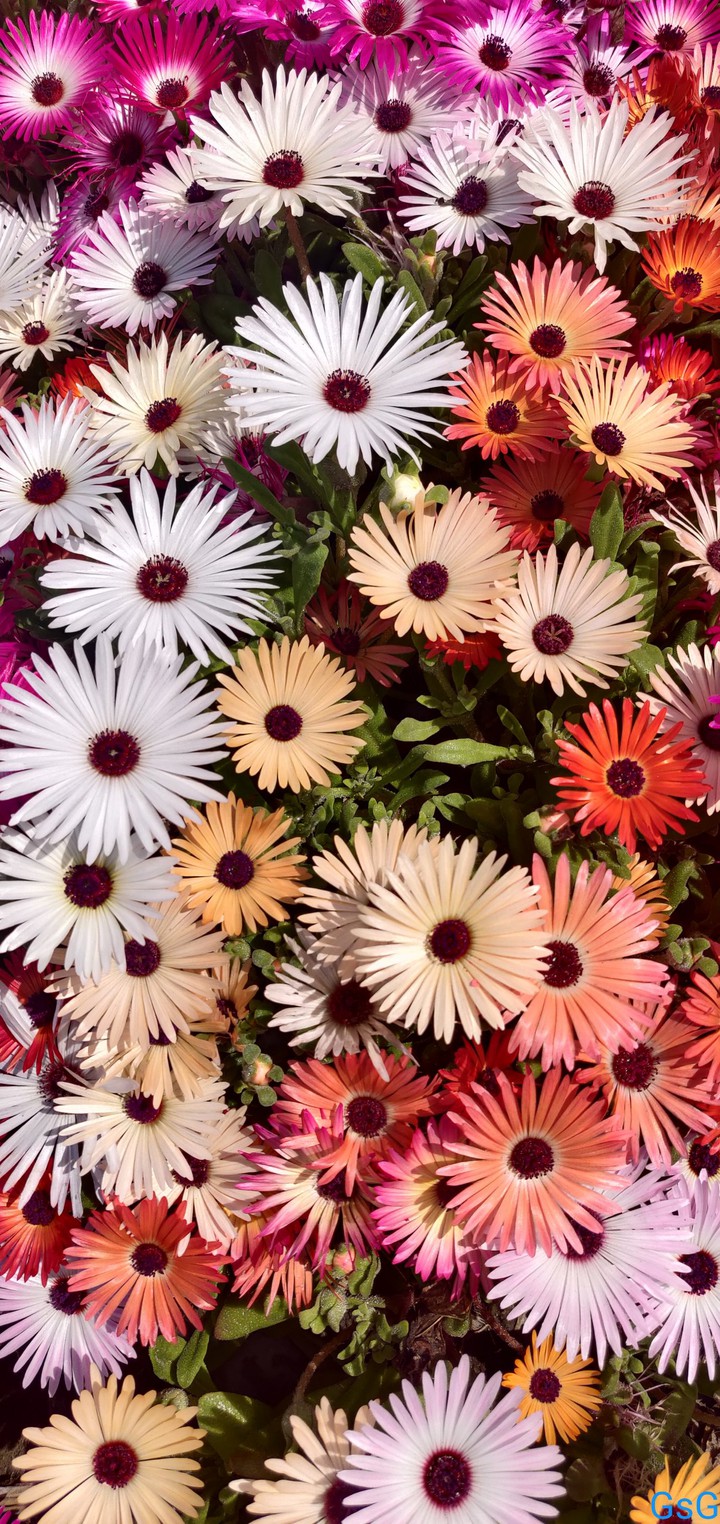 Livingstone daisy flower