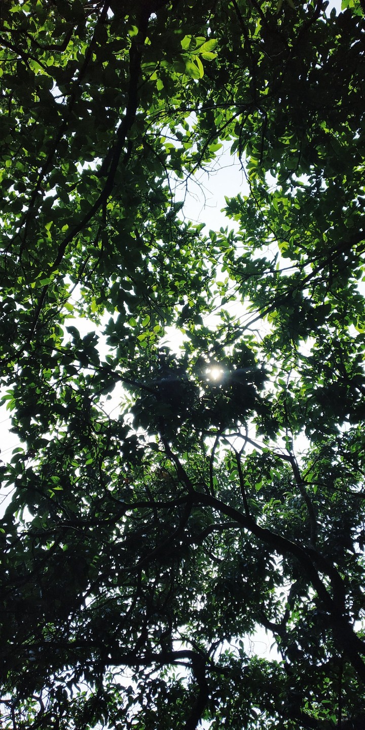 Green leaves 