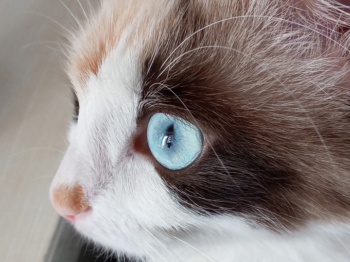 cats blue eye