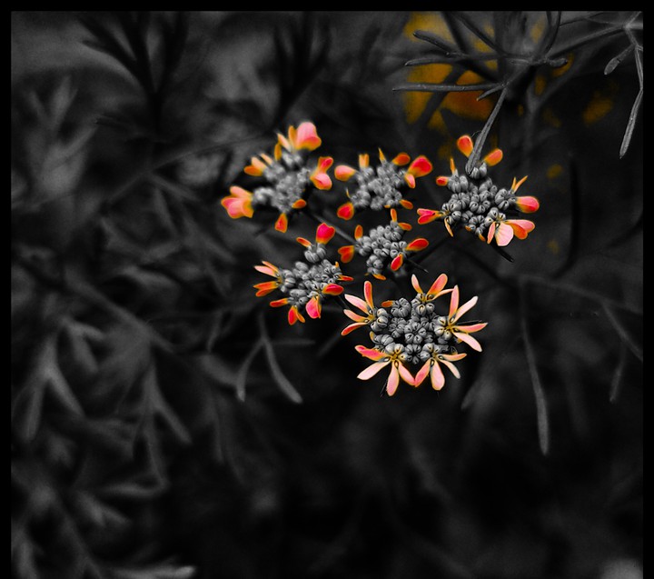 lovely flower ??